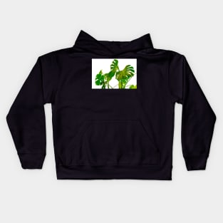 Monstera  green leaves and stems in casual fashion selective soft on white pot isolated on white background. Kids Hoodie